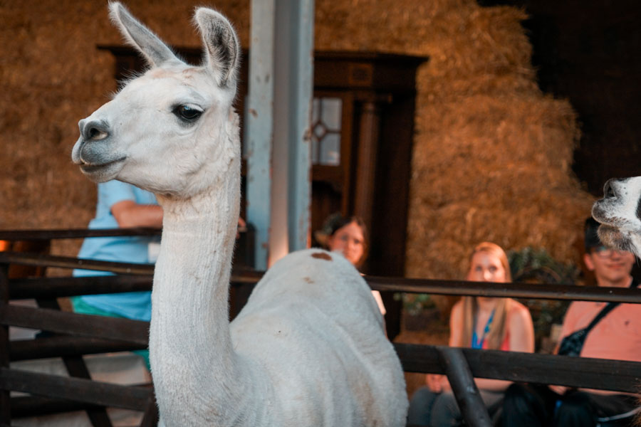 Lama
